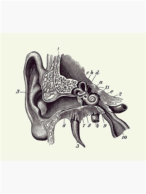 "Human Inner Ear Anatomy Diagram - Vintage Print 2" Poster for Sale by ...