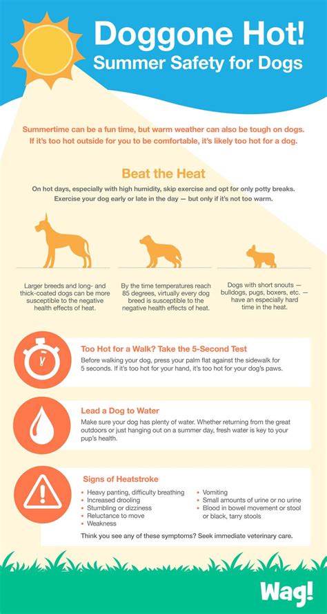 Dog Walking Tips - Avoid These Mistakes When Giving Your Dog Walking ...