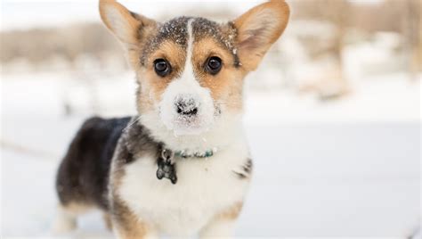 10 Adorable Puppies Playing In Their First Snow [PICTURES] - DogTime