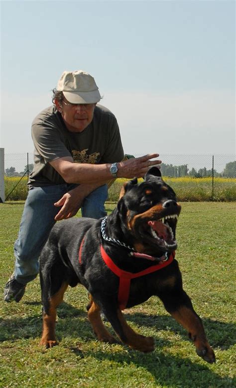 55+ Rottweiler Guard Dog Breeds - l2sanpiero