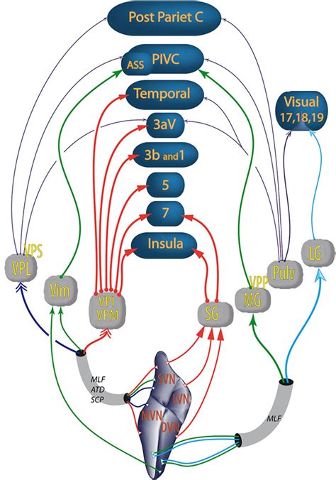 Vestibular pathways to cortices through the thalamus. Colors of the ...