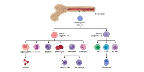 Immunology: What Cells Have a Myeloid Lineage and How Are they Identified?