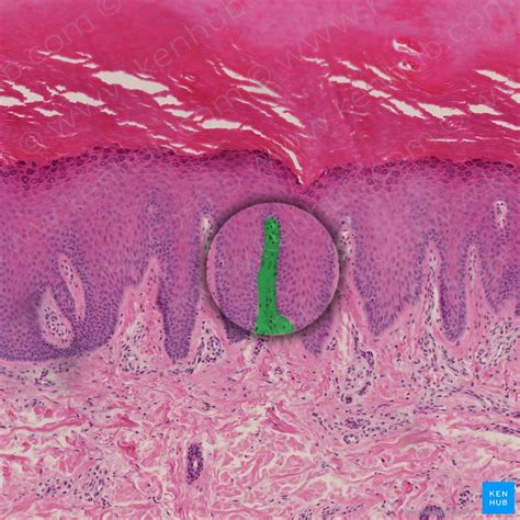 Papillae Diagram