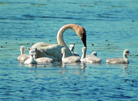 Trumpeter Swans: A Conservation Success in Michigan | The Outdoor Journal