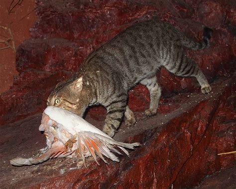 Cats in Australia - Invasive Species Council