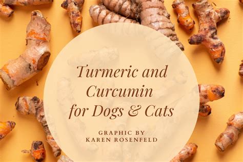 Turmeric and Curcumin, A Spice With Many Health Benefits for Your Dog ...