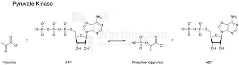 Pyruvate Kinase - Worthington Enzyme Manual