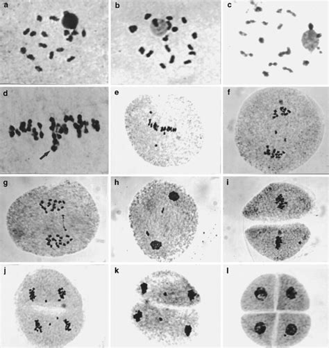 Meiotic behavior in hexaploid accessions of B. humidicola. a Diakinesis ...