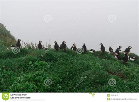 Puffins on the Cliffs of Mykines Island in the Faroe Islands Stock ...