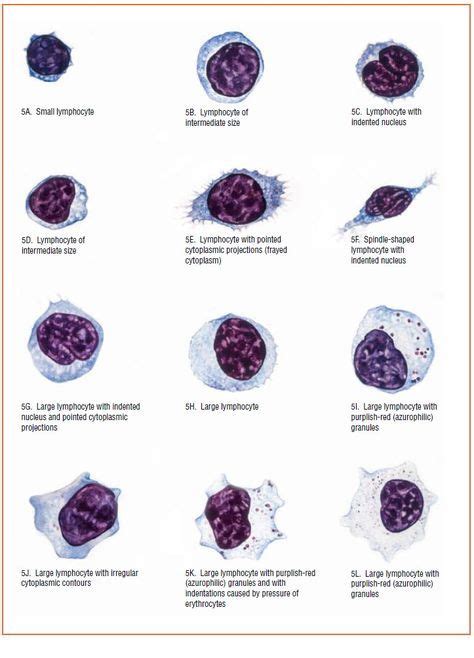 Hematology, Medical laboratory, Medical technology