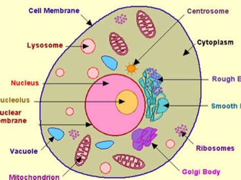 White Blood Cell by Jadelyn Didier