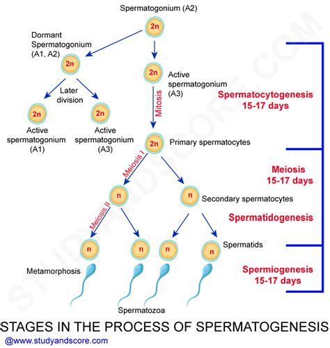 Spermatogenesis Flow Chart