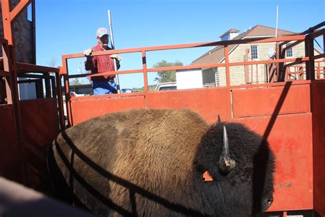 Konza Prairie Biological Station Shares Facts About Bison, the New U.S ...