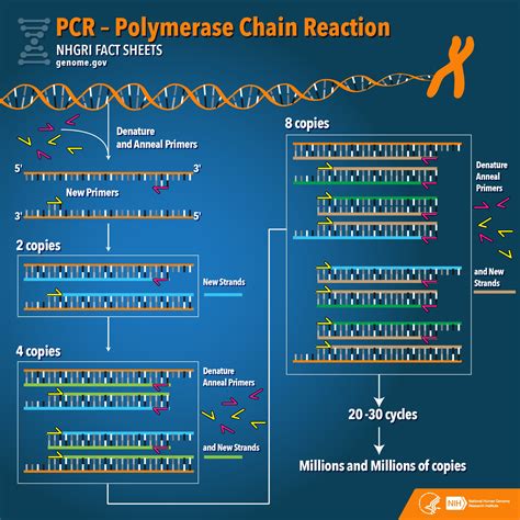 Pcr Structure | Hot Sex Picture