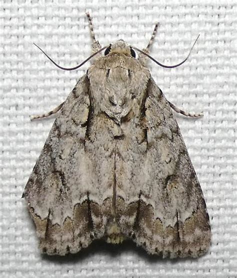 Acronicta laetifica - BugGuide.Net