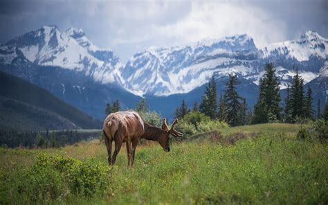 where to see elk in the Canadian rockies wildlife watching