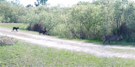 black bobcat cubs | Jacqui Thurlow-Lippisch