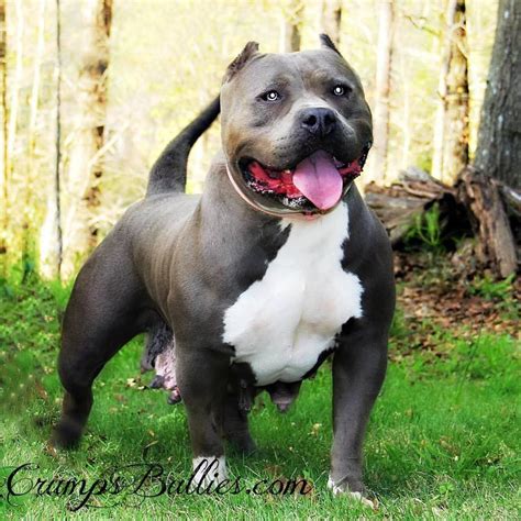 American Pitbull Terrier Breeders Blue Nose | Dog Breed Information