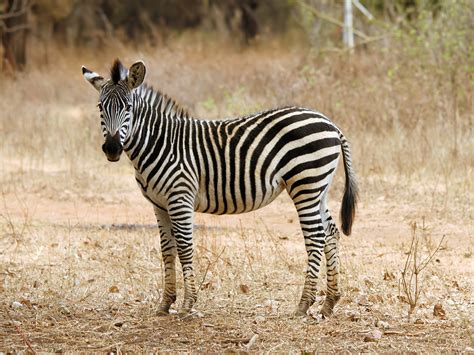 File:Equus quagga boehmi (foal).jpg - Wikimedia Commons