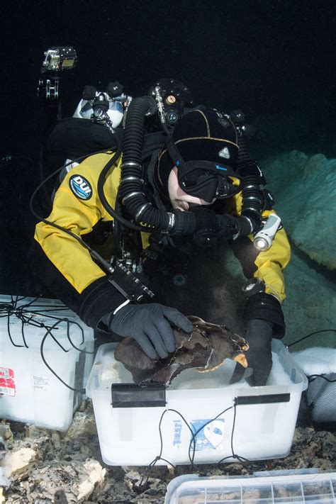 Ice Age Bear and Wolf-Like Creature Found in Underwater Mexican Cave ...