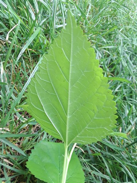 botany - What species of mulberry is this? - Biology Stack Exchange