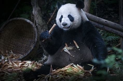 A Date with Beautiful Sichuan: Pandas described in catchphrases ...