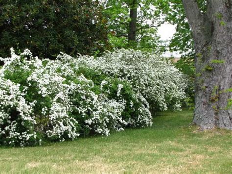 large-evergreen-shrubs-with-white-flowers.jpg (1024×768) | Plantare ...