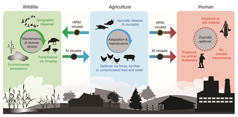 Highly pathogenic avian influenza (HPAI): An emerging disease threat in ...