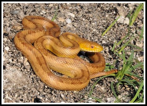 Eastern Rat Snake | Florida Backyard Snakes