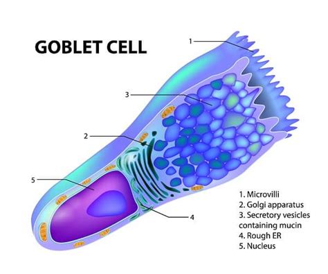 Trachea Histology Goblet Cells