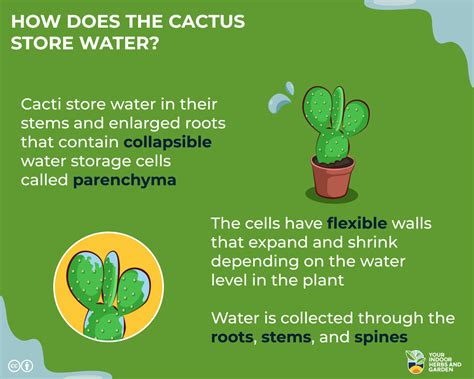 How Does The Cactus Store Water? Unique Adaptations | Your Indoor Herbs ...