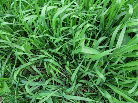 42 Common Weeds in Lawns and Gardens: Identification & Control