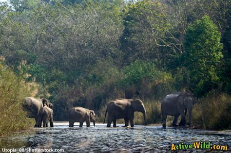 Indian Elephant Facts For Kids & Adults: Pictures, Information & Video