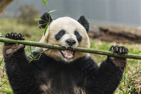 A giant panda eating bamboo by Adam Nixon - Stocksy United