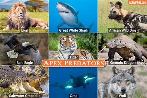 Apex Predator