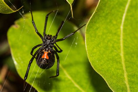 Black Widow Spider Bite Symptoms - Identification And Treatment Of A ...