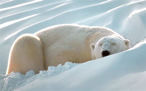 Polar bear in the snow wallpaper - Animal wallpapers - #25013