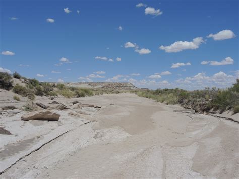 The Petrified Forest – Memoir of a Meanderer