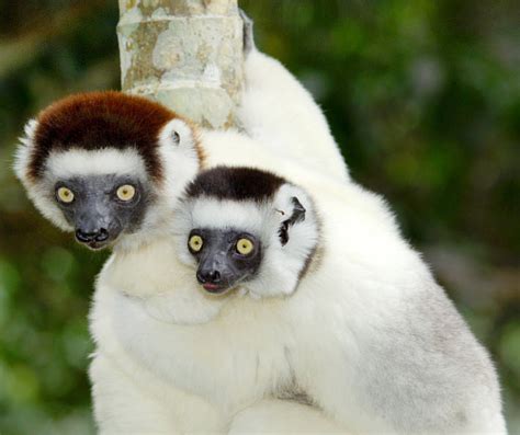 The Sifaka Lemur | Animal Information & Facts | The Wildlife