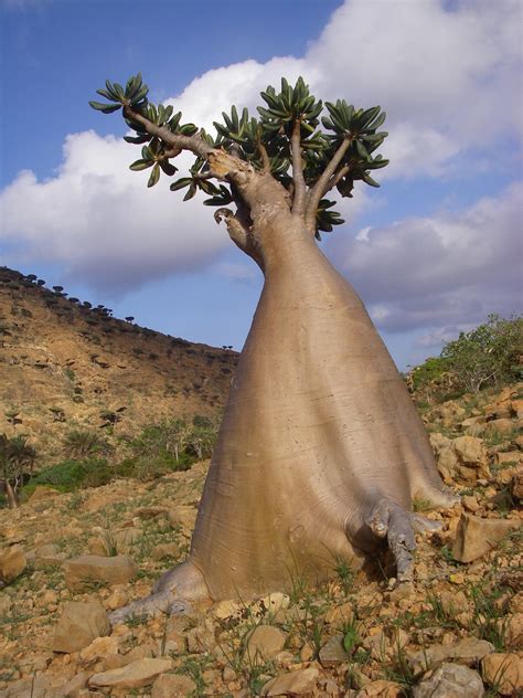 The Socotra Desert Rose or Bottle Tree (Adenium obesum socotranum) - a ...