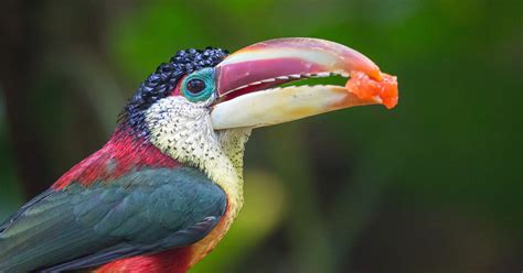 Five Marvelous Birds of the Rainforest - Amazing Facts, Photos, and Video