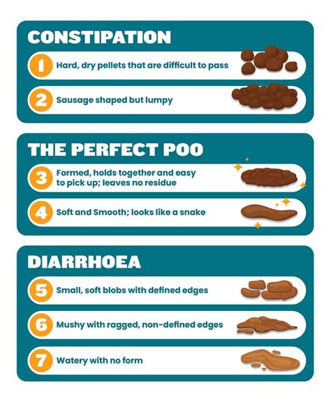 The Scoop on Your Cat's Poop | Pet Better with Pet Circle