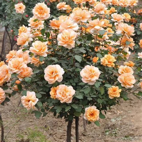 100pcs/bag rose tree,rose seeds,bonsai tree flower seeds,rose tree ...