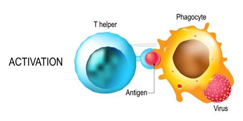 Helper T Cell - The Definitive Guide | Biology Dictionary