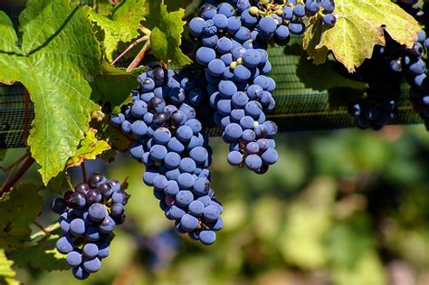 Día Mundial de la uva Malbec: Todo lo que tienes que saber de esta cepa ...