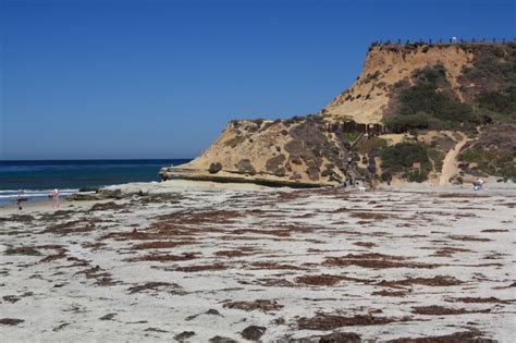 Del Mar Dog Beach – North Beach in Del Mar, CA - California Beaches