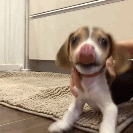 GIF by The BarkPost - Find & Share on GIPHY