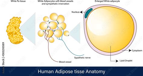 Blood Tissue Labeled