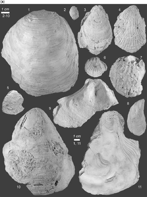 (a) Plates showing the most significant macrofossil species identified ...