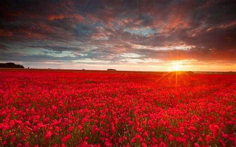 Aesthetic Red Flower Field Wallpapers - Wallpaper Cave